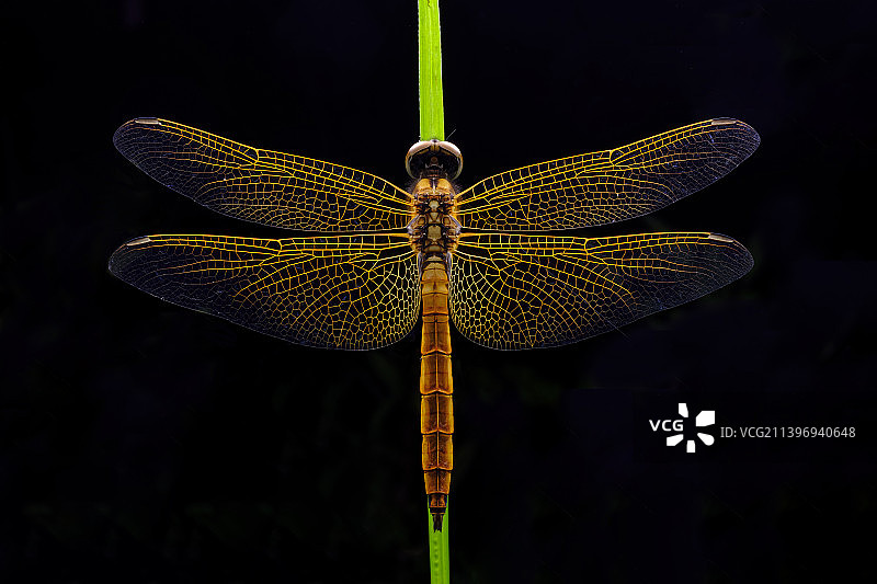 黄蜻蜓图片素材