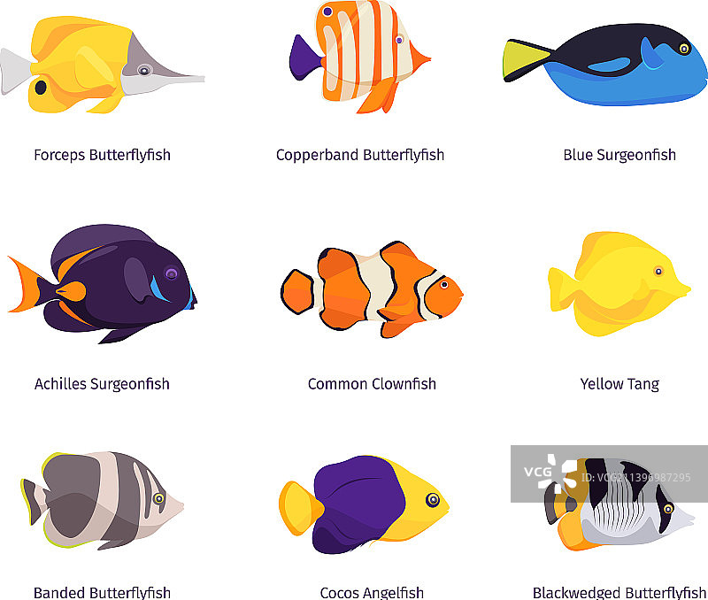 热带鱼类奇异的水下野生动物图片素材