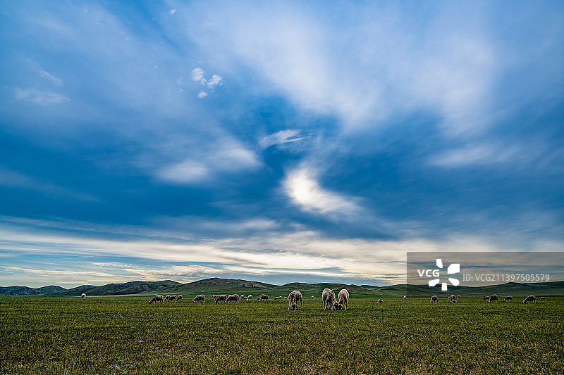 锡林郭勒草原牧场的羊群图片素材