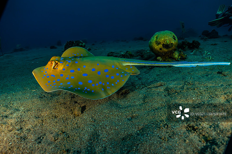 以色列埃拉特红海海底的蓝斑黄貂鱼图片素材