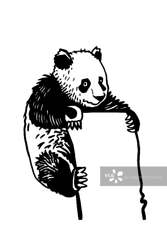 图形熊猫坐在和持有白纸空间图片素材