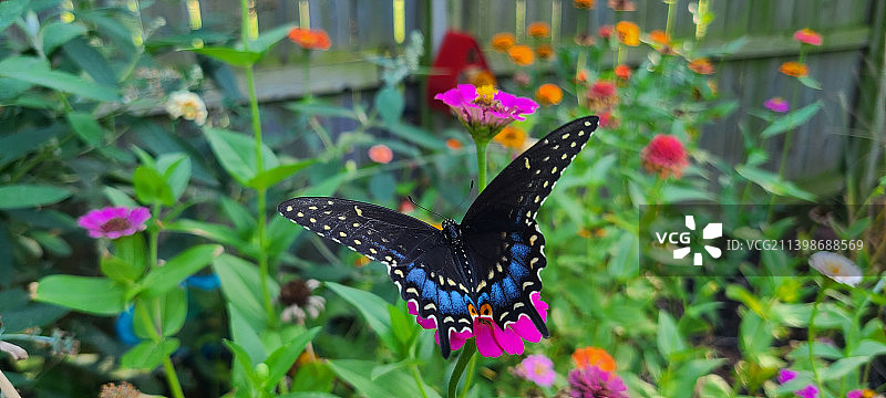 特写的蝴蝶在紫色的花授粉，威奇托，堪萨斯州，美国，美国图片素材