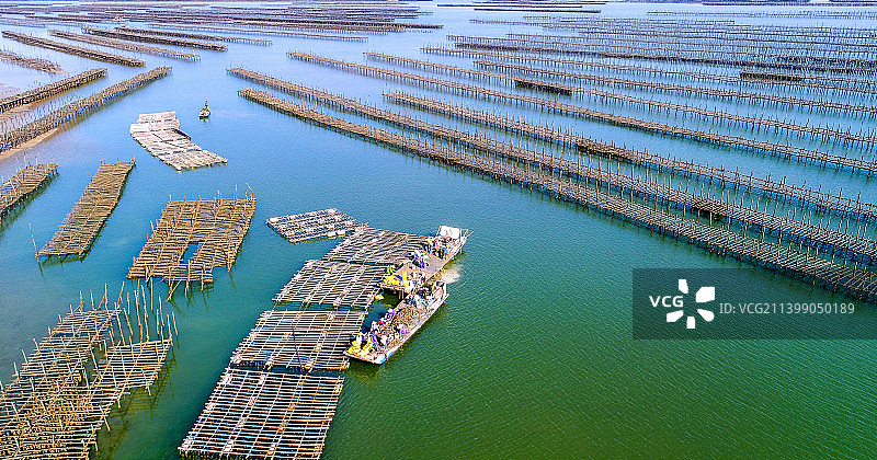 广东湛江，海水养殖，养蚝图片素材