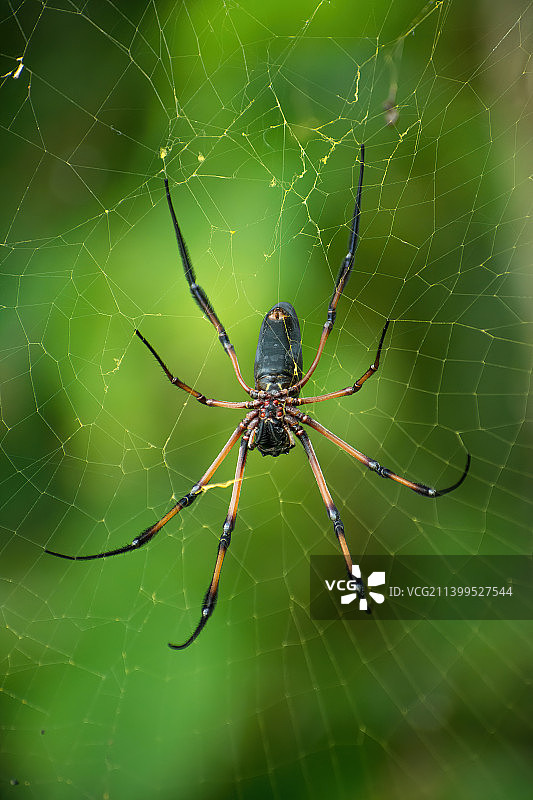 蛛网上的蜘蛛特写，塞舌尔群岛图片素材