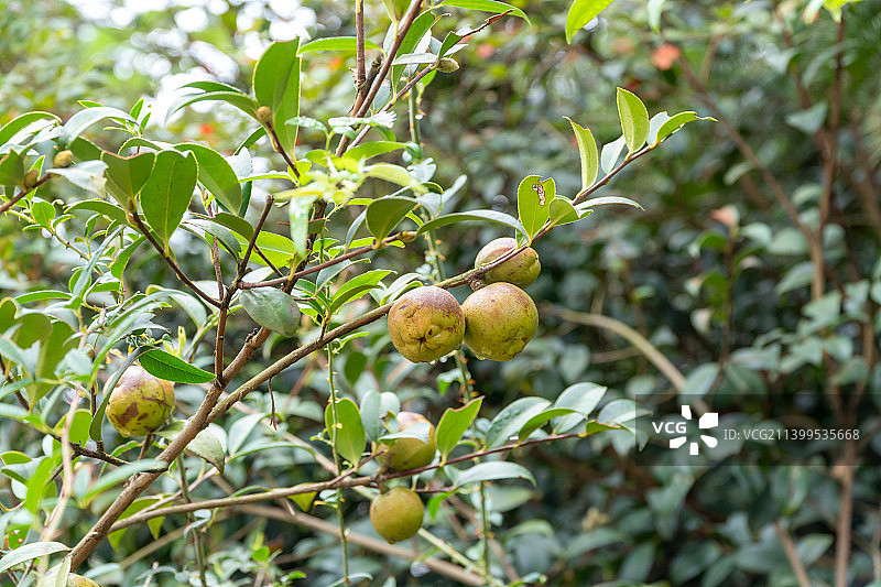 农村野生油茶籽树，野生山茶油图片素材