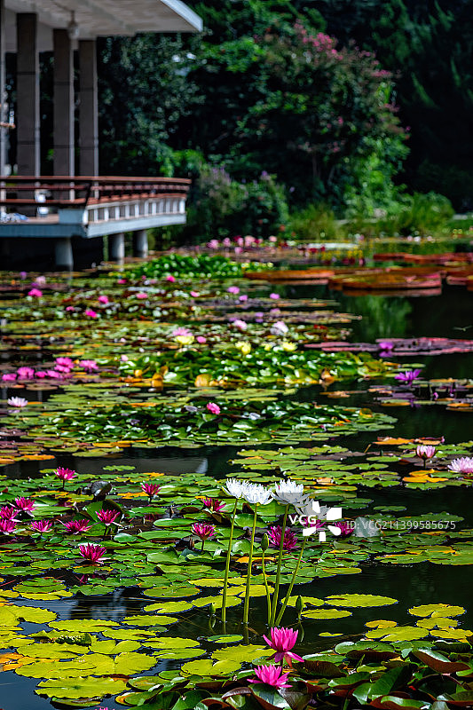 夏季植物园睡莲池塘图片素材