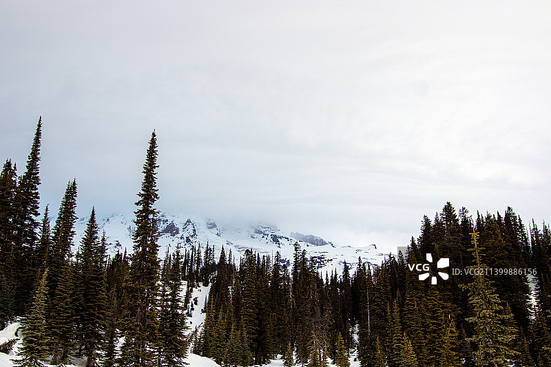 冬天松树对着天空的低角度视图图片素材