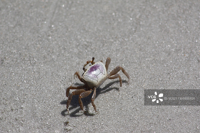 螃蟹在沙滩上的特写图片素材