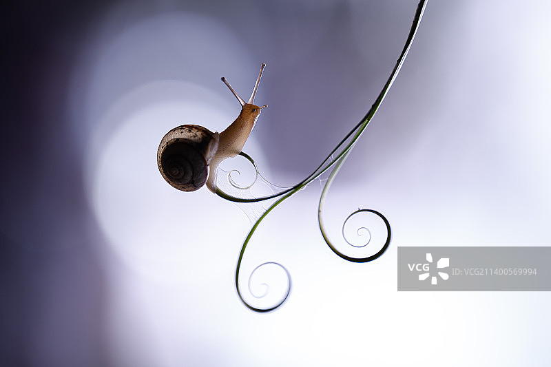 金属上的蜗牛特写，印度尼西亚图片素材