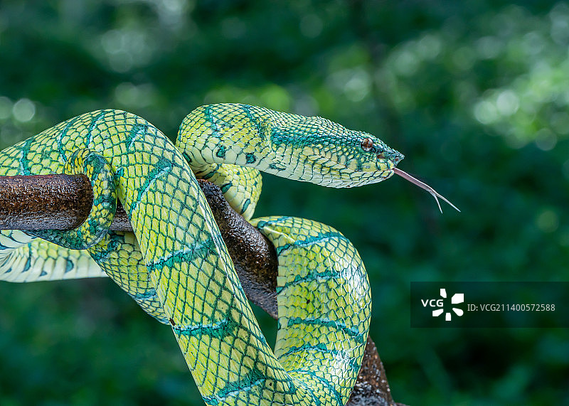 在树枝上的蝰蛇特写，南坦格朗，印度尼西亚图片素材