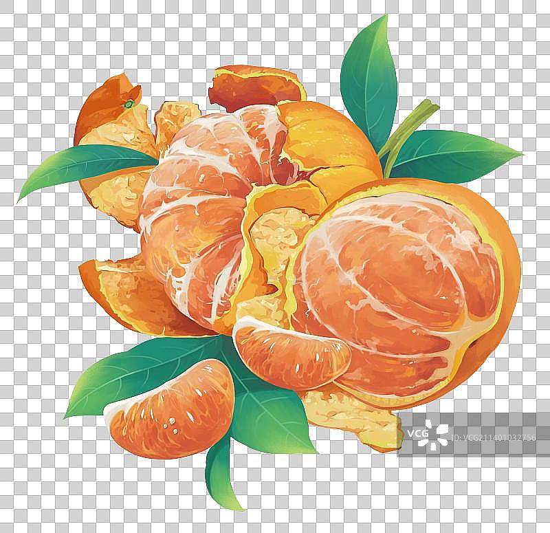 手绘写实柑橘图片素材