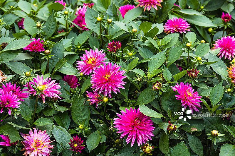 粉红色的花在城市公园的花园里盛开图片素材
