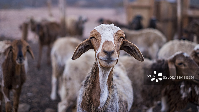 埃及红海省Qesm Marsa Alam，羊群站在田野上的特写图片素材