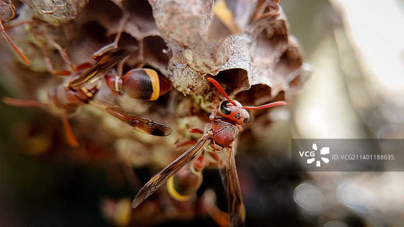 昆虫在植物上的特写，印度尼西亚考曼图片素材
