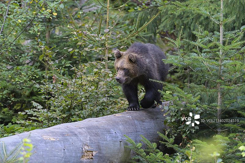 棕熊(Ursus arctos)，幼仔在树干上奔跑，被捕获图片素材