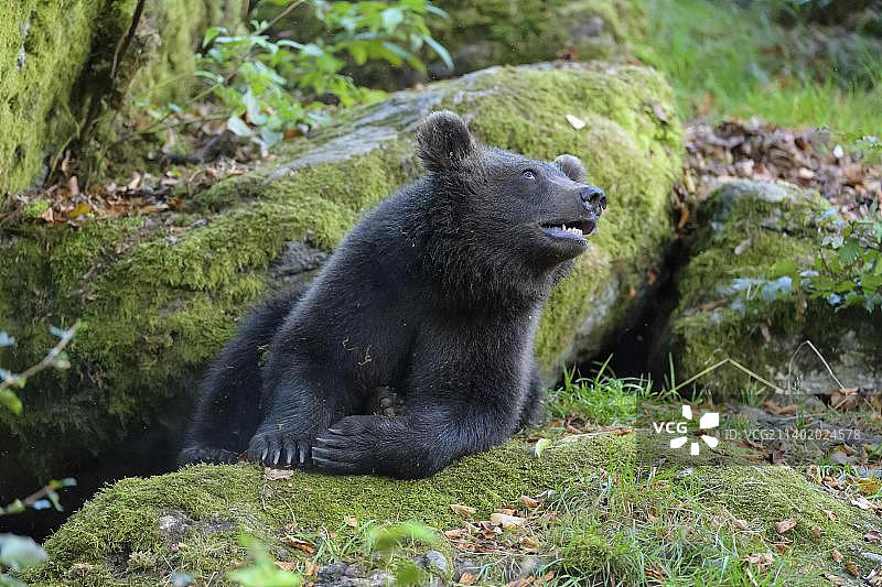棕熊(Ursus arctos)，幼仔躺着，被俘虏图片素材