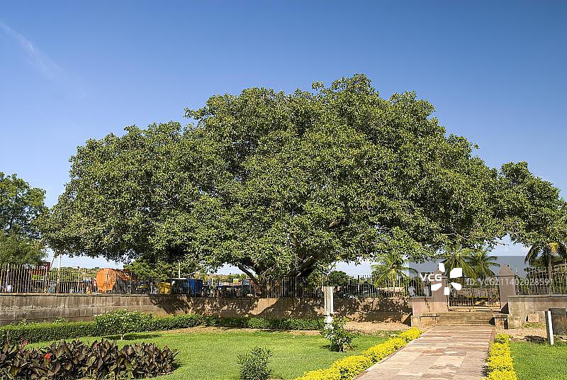一棵巨大的榕树(榕树benghalensis)，靠近杜尔加寺庙建筑群，Aihole，卡纳塔克邦，南印度，亚洲图片素材