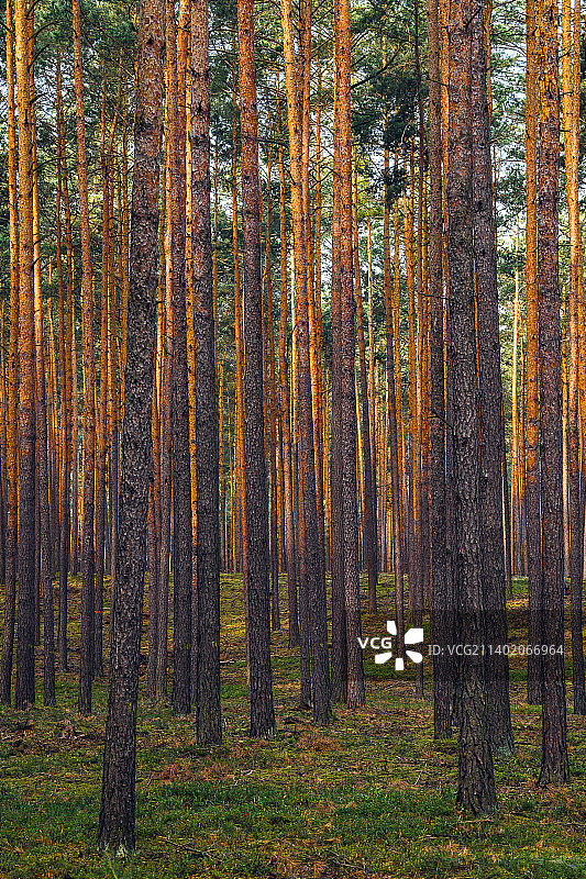波兰米利茨Barycz山谷景观公园，秋天森林里的树木图片素材