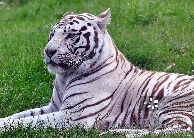 白虎坐在田野上的特写图片素材