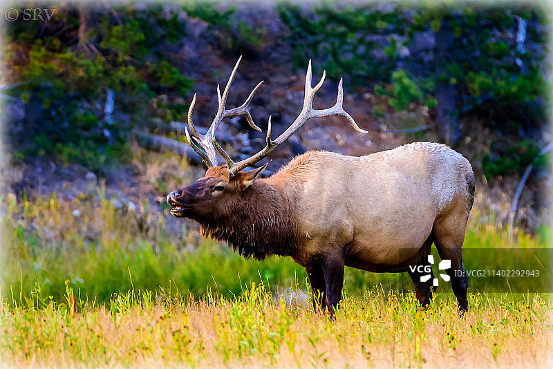 美国怀俄明州黄石国家公园，鹿群站在田野上的侧视图图片素材