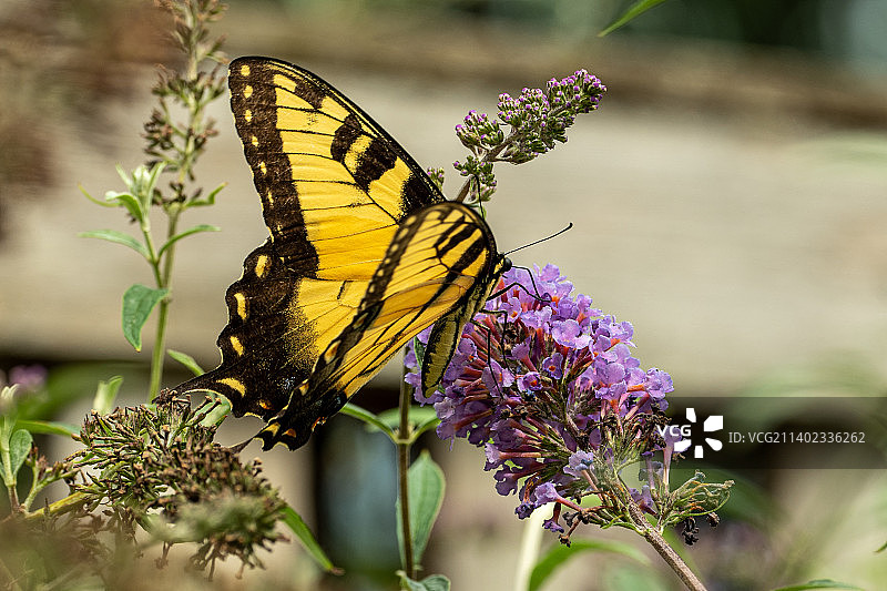 美国印第安纳州印第安纳波利斯，蝴蝶在紫色花朵上授粉的特写镜头图片素材