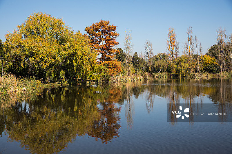 秋天，堪培拉，澳大利亚首都领地，树木映衬着天空的湖景图片素材