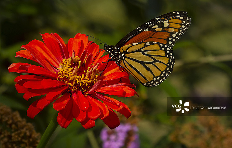 美国宾夕法尼亚州汉诺威镇，蝴蝶在红花上授粉的特写镜头图片素材