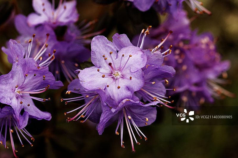 新西兰达尼丁，紫色开花植物的特写图片素材