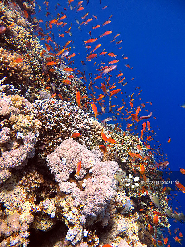 一个珊瑚礁，南西奈省，埃及图片素材