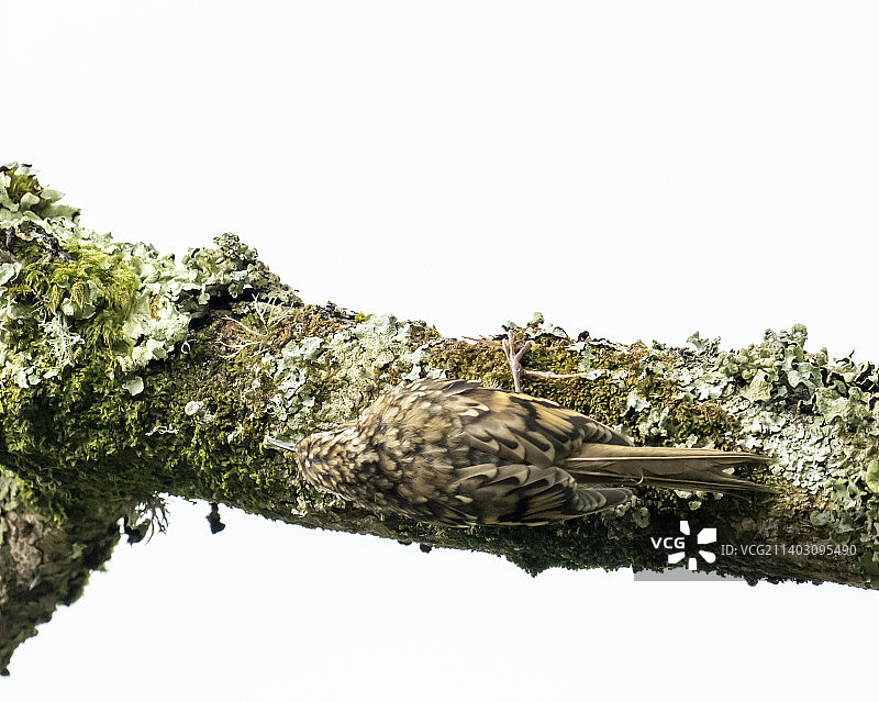 在英国湖区安布尔赛德，一只欧亚树爬行动物，Certhia familiaris。图片素材