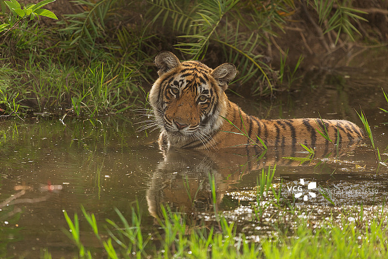 一只老虎，Ranthambore国家公园，Rajasthan,India图片素材
