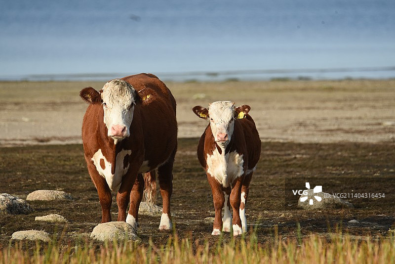 两头牛在田里图片素材