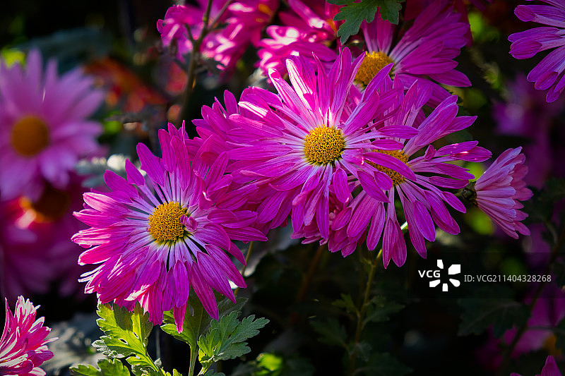 紫菊秋园明媚阳光下的花坛图片素材