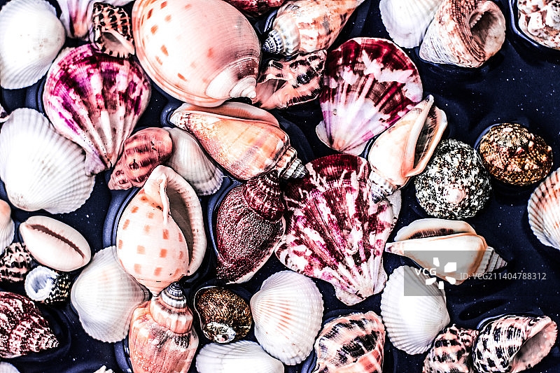 海贝壳背景，夏季旅游目的地和海滩度假旅游图片素材