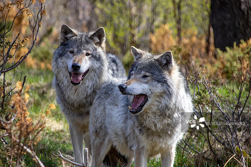 一只灰狼站在树林旁的画像，挪威图片素材