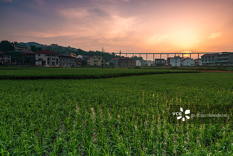 高架桥下晨光中的稻田春色图片素材