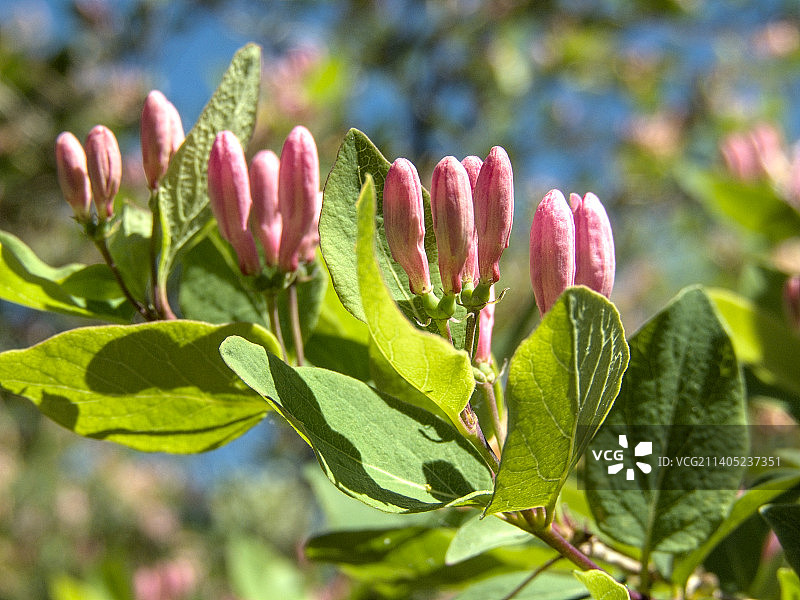粉红色开花植物的特写，卡尔加里，阿尔伯塔，加拿大图片素材
