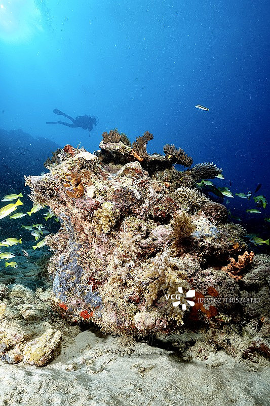 海中的珊瑚特写，马约特图片素材