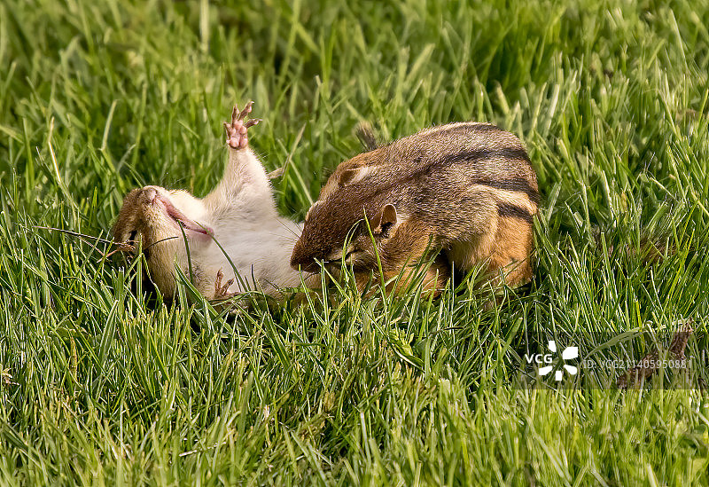 加拿大安大略省，一只猫躺在草地上的特写图片素材