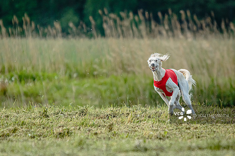 穿着红色衬衫的萨卢基狗在球场上追逐诱饵，爱沙尼亚图片素材