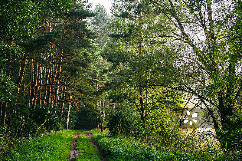 生长在森林中的树木，格拉贝克，波兰图片素材