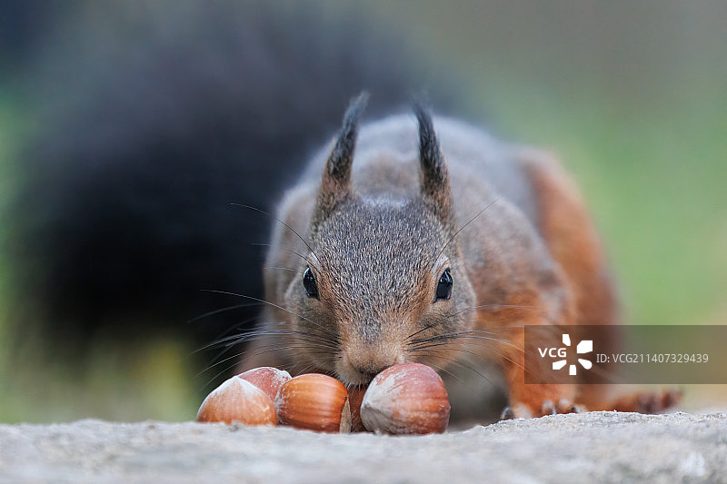 松鼠在陆地上吃坚果的特写图片素材