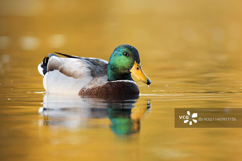 美国弗吉尼亚州布莱克斯堡，绿头鸭在湖里游泳的特写镜头图片素材