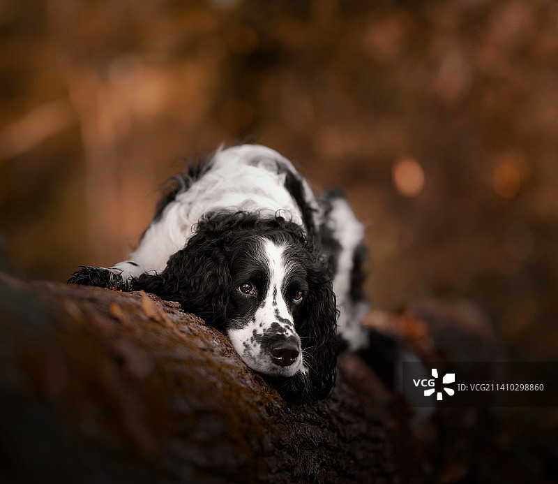 荷兰奥维杰塞尔的斯塔普斯特，场上的西班牙猎犬特写图片素材
