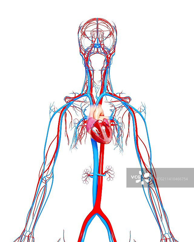 心血管系统，艺术品图片素材