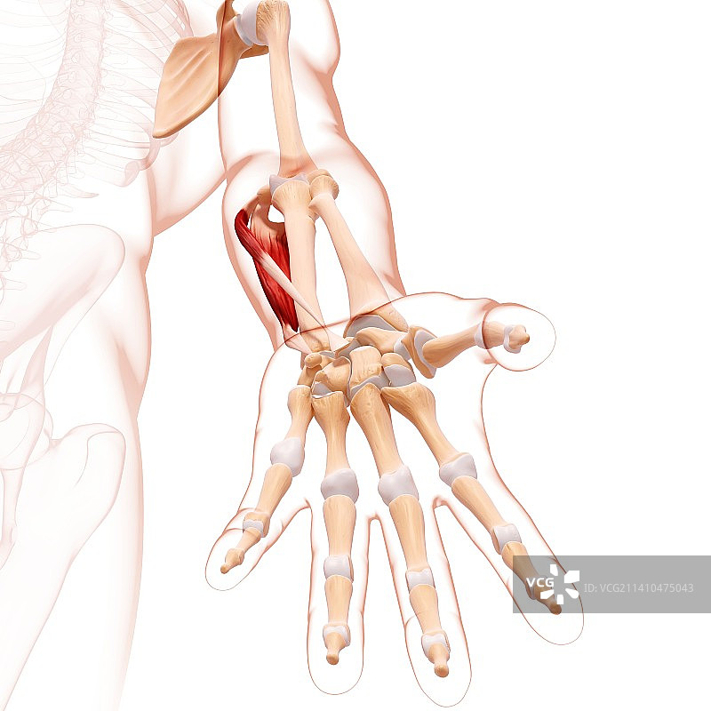 人类手臂肌肉组织，艺术品图片素材