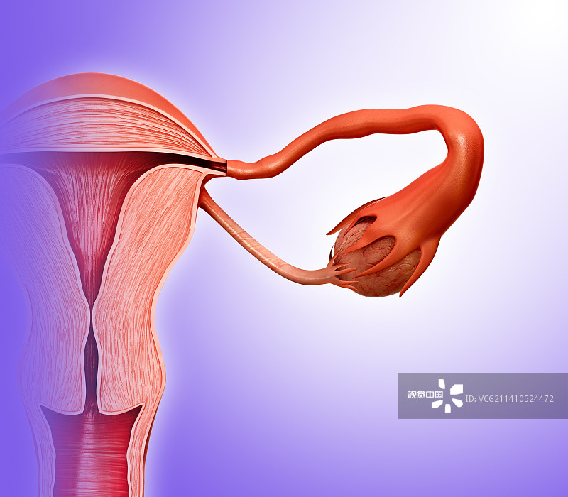 女性生殖系统，插图图片素材