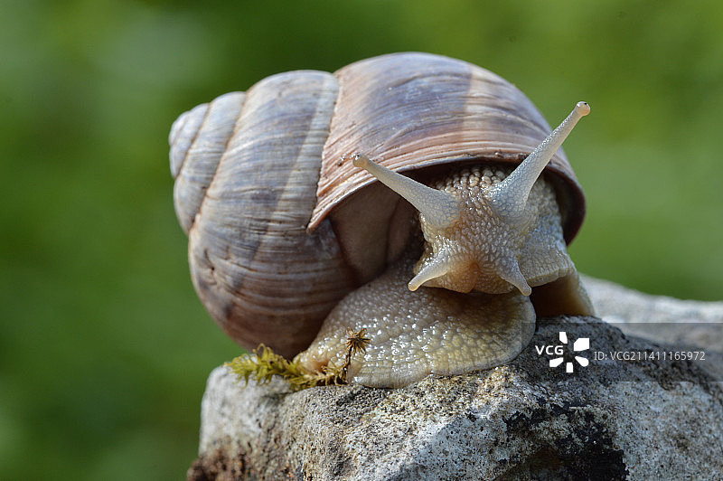 意大利翁布里亚，岩石上的蜗牛特写图片素材