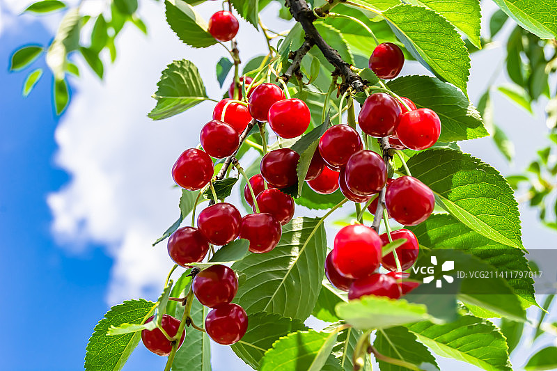 乌克兰美丽的樱桃树果枝主题摄影图片素材