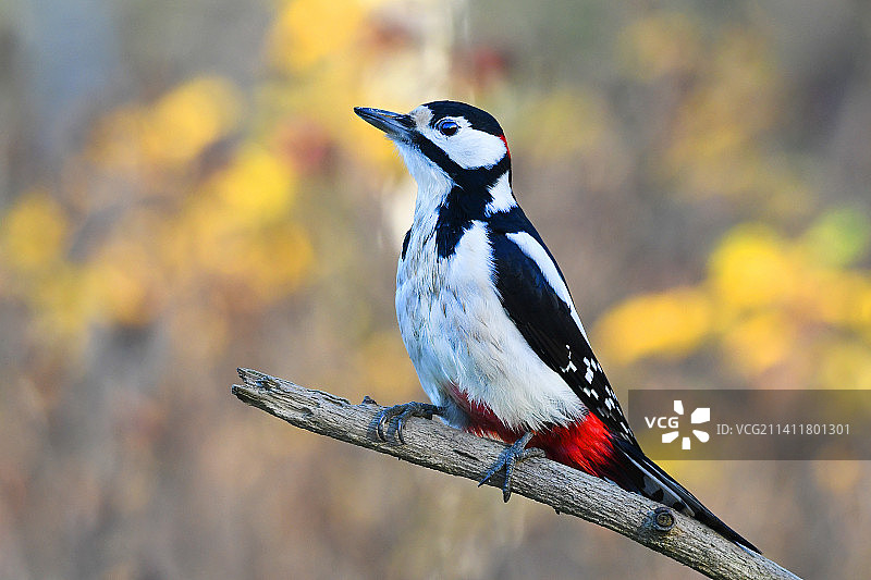 芬兰，啄木鸟栖息在树枝上的特写镜头图片素材